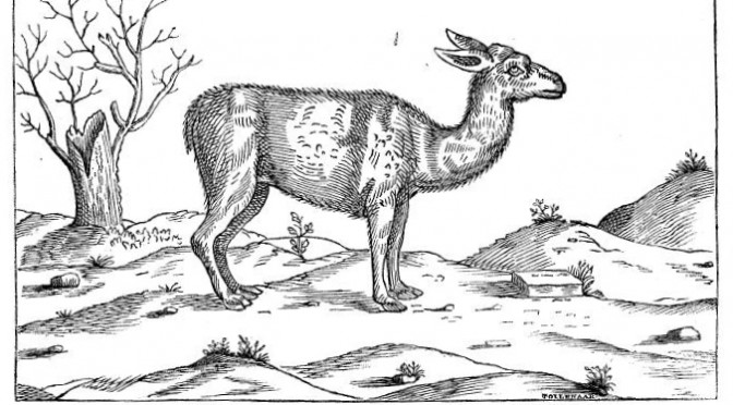 Een lama uit Middelburg