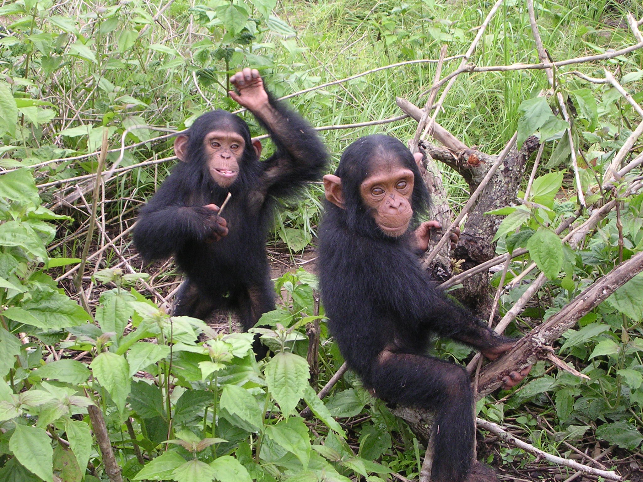 У шимпанзе в соматических клетках 48. Шимпанзе. Шимпанзе и человек. Наблюдения за шимпанзе. Обезьяна сидит на траве.