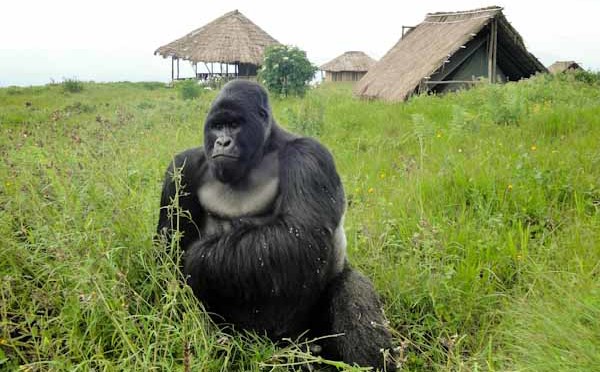 Virunga: Concession Politics