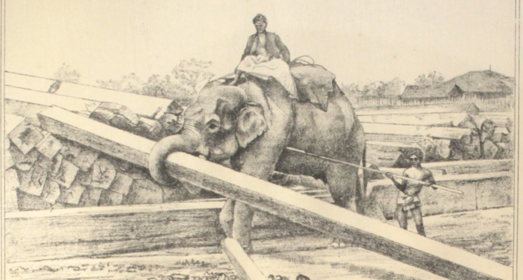 Framing Elephant Disease – John Henry Steel’s A Manual of the Diseases of the Elephant and of his Management and Uses (1885)