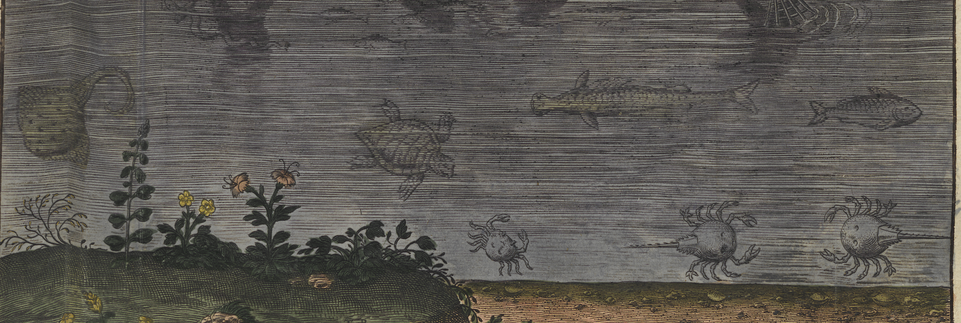 Fish out of Water: Collecting Aquatic Animals in the Early Modern Period