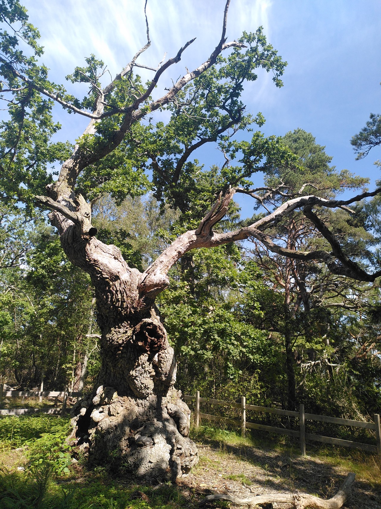 Education for a green future? A plea for historical perspectives in sustainability education